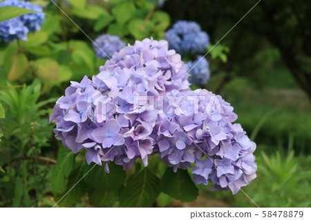 Triplets of hydrangea Triplets of hydrangea 58478879