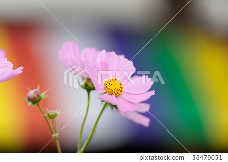 Hanwakaji 6079 58479051