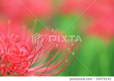 Mandosa flower petals Mandosa flower petals 58479142