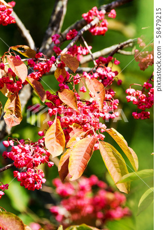 Mayumi fruit colored red Mayumi fruit colored red 58479215