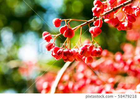 Mayumi fruit colored red 58479218