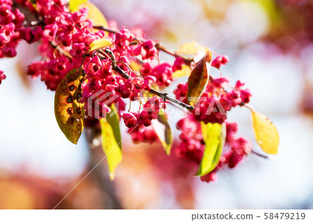 Mayumi fruit colored red 58479219