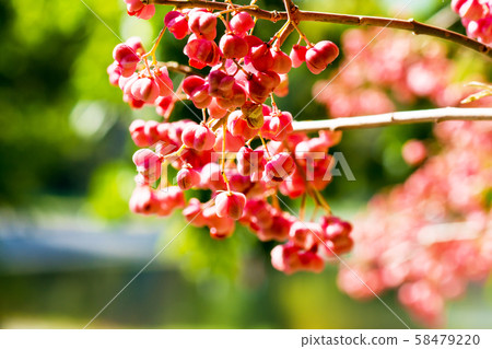 Mayumi fruit colored red Mayumi fruit colored red 58479220