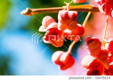 Mayumi fruit colored red Mayumi fruit colored red 58479224