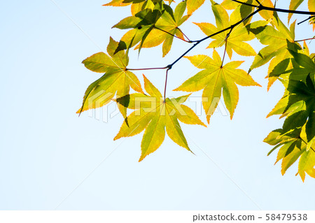 Leaf of maple began to color 58479538