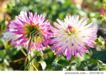 大麗花13 58479634