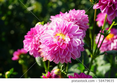 大麗花14 58479635