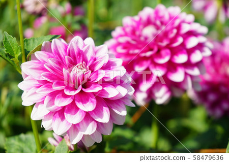 大麗花15 58479636