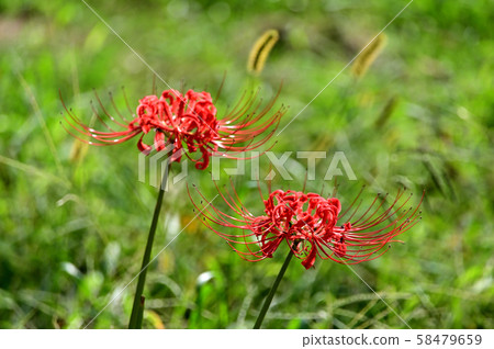 Higa bana花 58479659