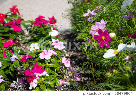 波斯菊盛開的花田 58479904