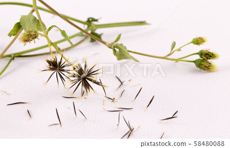 Hookworm (Sendangsa) 58480088
