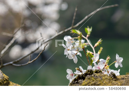 櫻花 櫻花 58480698