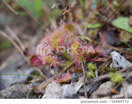 群馬縣赤城山在大沼的岸邊，可以看到一個可愛的小Mosengoke 58480772