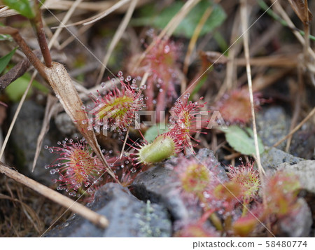 群馬縣赤城山在大沼的岸邊，可以看到一個可愛的小Mosengoke 58480774