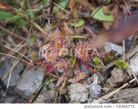 群馬縣赤城山在大沼的岸邊，可以看到一個可愛的小Mosengoke 58480775