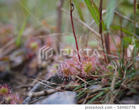 Gunma Prefecture Akagiyama On the banks of Onuma, you can see a small cute Mosengoke 58480776