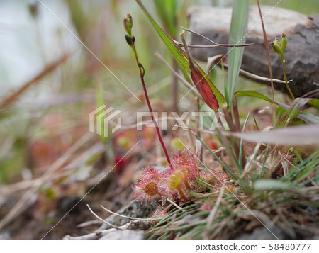 Gunma Prefecture Akagiyama On the banks of Onuma, you can see a small cute Mosengoke 58480777