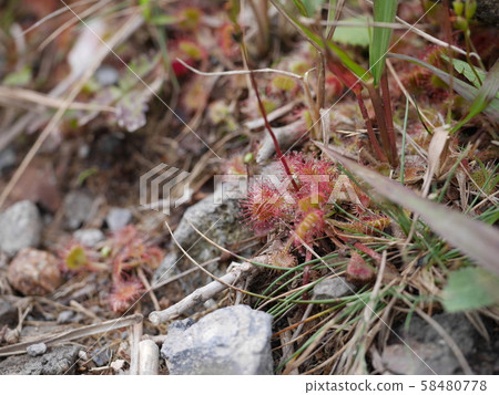 群馬縣赤城山在大沼的岸邊，可以看到一個可愛的小Mosengoke 58480778