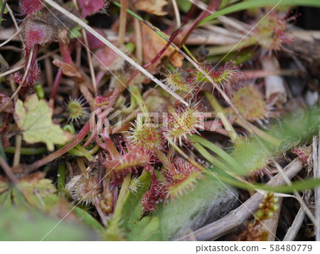 群馬縣赤城山在大沼的岸邊，可以看到一個可愛的小Mosengoke 58480779