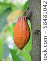 可可果 可可果 58481042