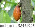 可可果 可可果 58481043