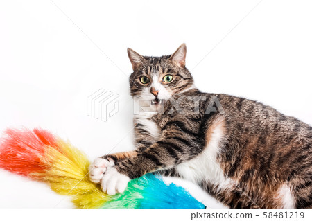 Cat with a brush, a broom for cleaning dust. The 58481219