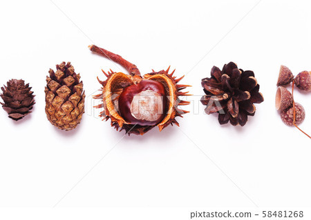 Chestnut, pine cones, acorns on a white background Chestnut, pine cones, acorns on a white background 58481268