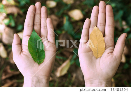 Leaf in hands, palms. Concept of nature Leaf in hands, palms. Concept of nature 58481294