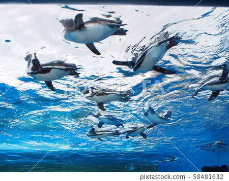 Flying Penguin 58481632
