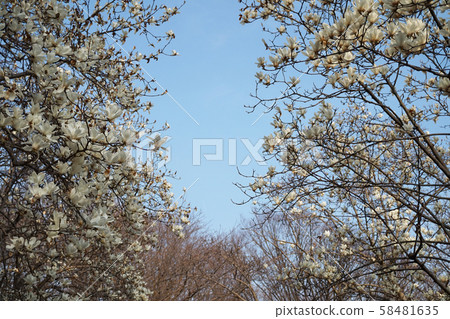 拳頭盛開的春天 拳頭盛開的春天 58481635