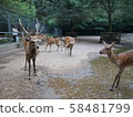 Deer in Kashima Shrine 58481799
