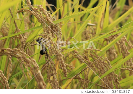 Sick rice, rice koji disease Sick rice, rice koji disease 58481857