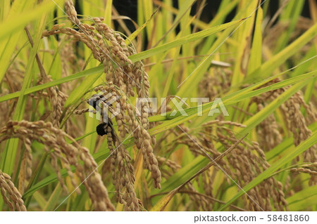 Sick rice, rice koji disease 58481860
