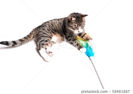 Cat with a brush, a broom for cleaning dust. 58481887