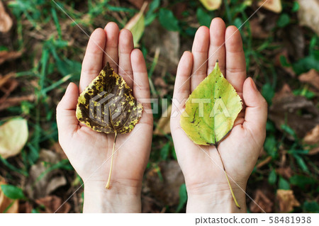 leaf with a tree in the hands, palms. Concept of 58481938