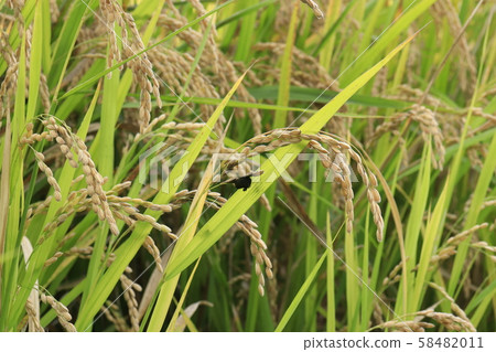 病米,米曲病 病米,米曲病 58482011