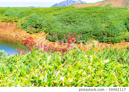 Autumn Murodo, Rowan Leaves [Toyama Prefecture] 58482117