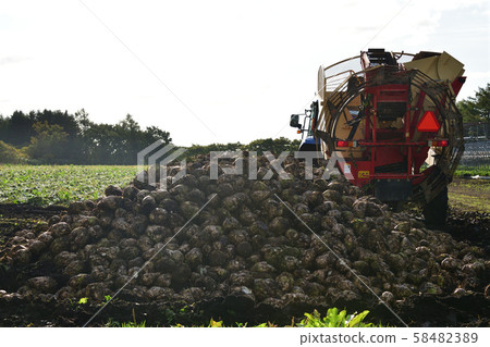 Shooting the landscape of beet harvesting in Otobe, Hokkaido Shooting the landscape of beet harvesting in Otobe, Hokkaido 58482389