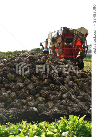 Shooting the landscape of beet harvesting in Otobe, Hokkaido Shooting the landscape of beet harvesting in Otobe, Hokkaido 58482390