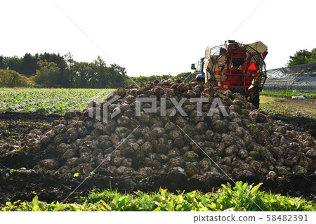 Shooting the landscape of beet harvesting in Otobe, Hokkaido Shooting the landscape of beet harvesting in Otobe, Hokkaido 58482391