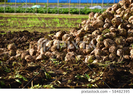 Shooting the landscape of beet harvesting in Otobe, Hokkaido 58482395