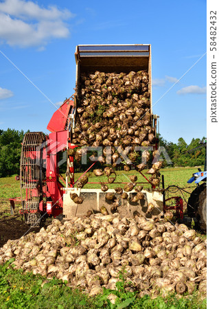 Shooting the landscape of beet harvesting in Otobe, Hokkaido Shooting the landscape of beet harvesting in Otobe, Hokkaido 58482432