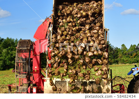 Shooting the landscape of beet harvesting in Otobe, Hokkaido 58482434