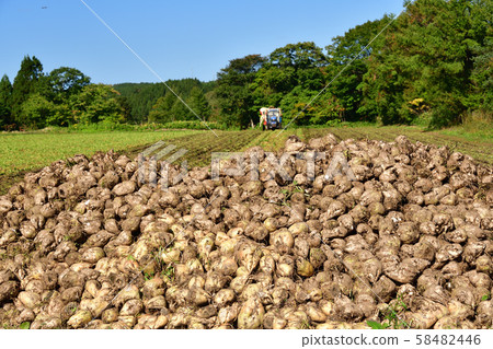 Shooting the landscape of beet harvesting in Otobe, Hokkaido Shooting the landscape of beet harvesting in Otobe, Hokkaido 58482446