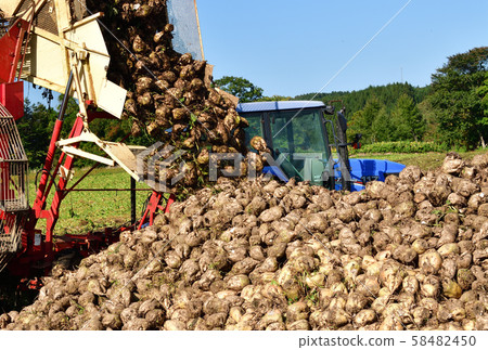 Shooting the landscape of beet harvesting in Otobe, Hokkaido Shooting the landscape of beet harvesting in Otobe, Hokkaido 58482450