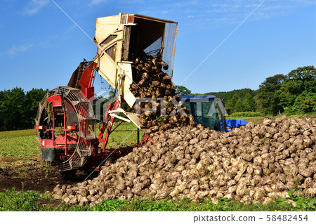 在北海道音部拍攝甜菜收穫景觀 58482454