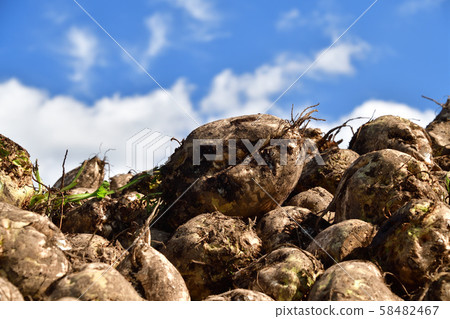 Shooting the landscape of beet harvesting in Otobe, Hokkaido 58482467