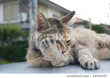 Cat with itchy eyes 58482685