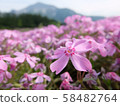 Moss phlox  58482764