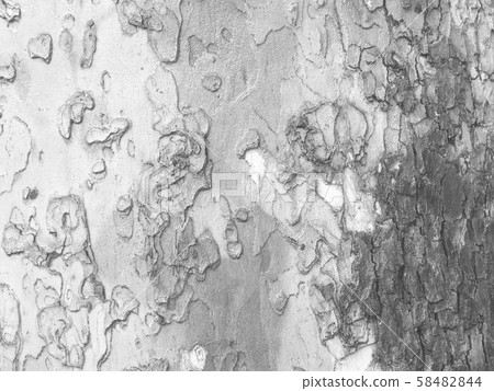 木材紋理 58482844